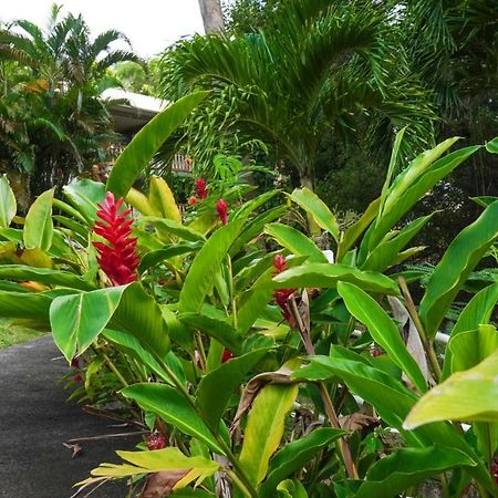 Color Garden - Studio Martinique Сент-Анн Экстерьер фото